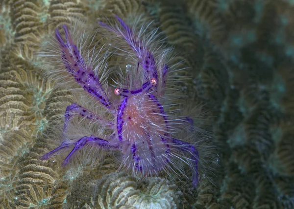 Squat Hummer Lembeh Straits — Stockfoto