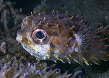 Close up image of a Porcupine pufferfish. Lembeh Straits, Indonesia clipart