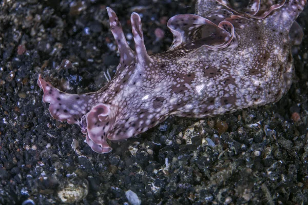 Deniz Hare Lembeh Boğazlar Endonezya Nın Deniz Tabanı Üzerinde — Stok fotoğraf