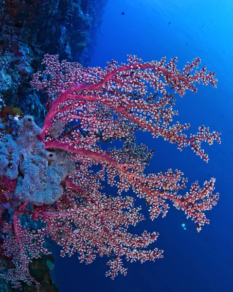 Röd seafan på vägg. — Stockfoto