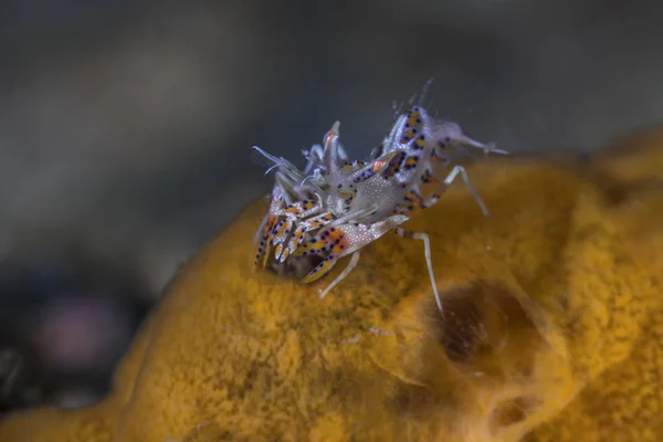 Tiger Räkor Orange Svamp Lembeh Straits Indonesien — Stockfoto