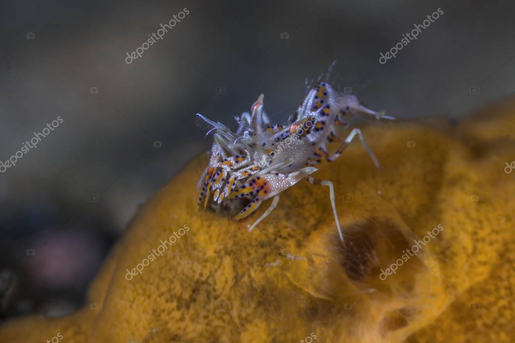 Singularone