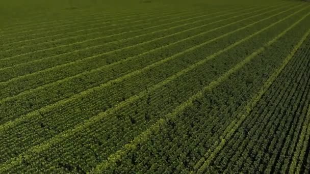 Luchtfoto van zonnebloemvelden — Stockvideo