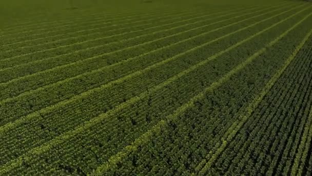 Vista aérea de los campos de girasol — Vídeos de Stock