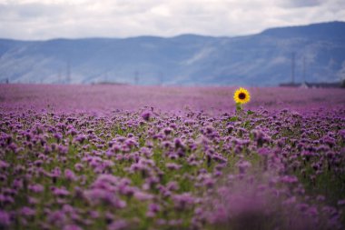 Alanında yalnız ayçiçeği