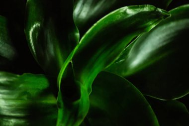 Yeşil bitki düşük anahtar