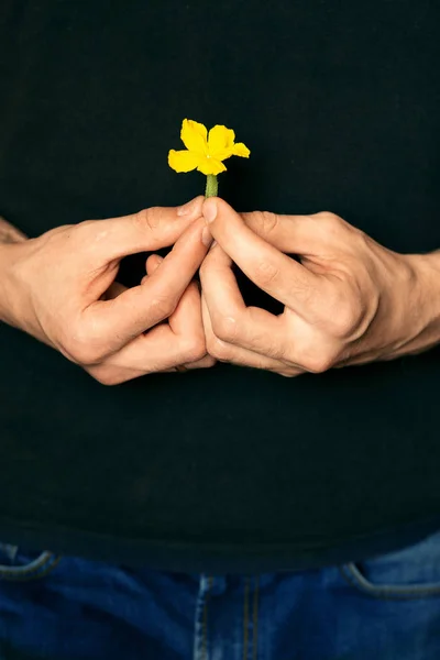 Маленький цветок в мужских руках — стоковое фото