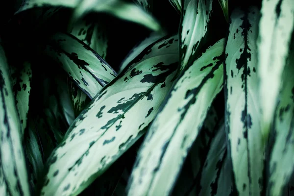 녹색 식물 낮은 키 — 스톡 사진