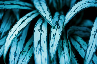 Yeşil bitki düşük anahtar