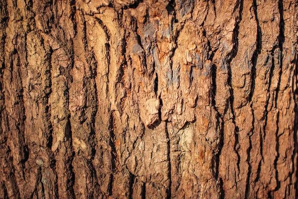 큰 나무의 껍질닫기 — 스톡 사진