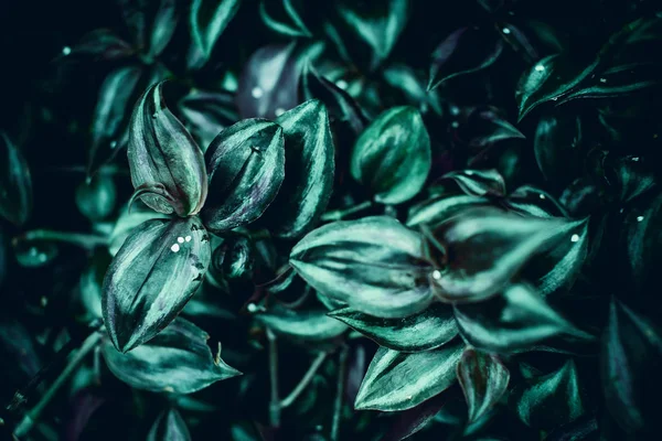 Pianta verde brillante — Foto Stock