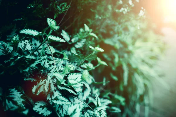 녹색 밝은 식물 — 스톡 사진
