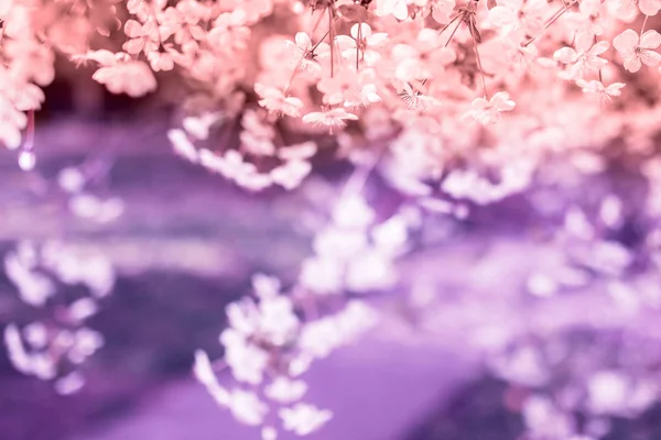 開花桜の枝 — ストック写真