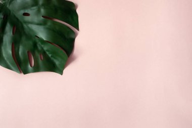 Monstera gül arka plan üzerinde