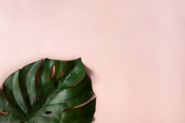 Monstera gül arka plan üzerinde
