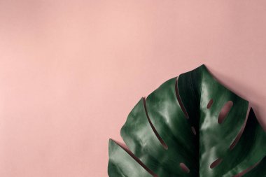 Monstera gül arka plan üzerinde