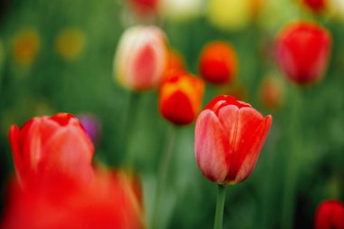 Çiçek tarhında laleler