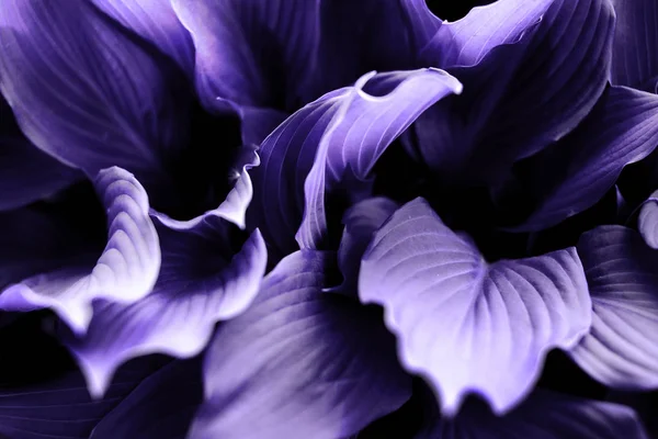 Planta púrpura brillante — Foto de Stock