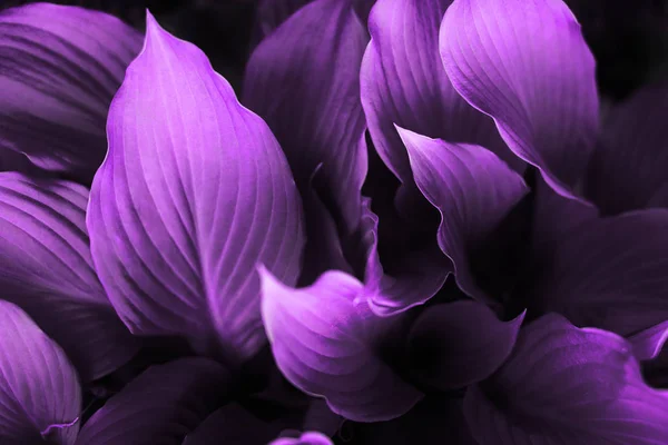 Purple bright plant — Stock Photo, Image