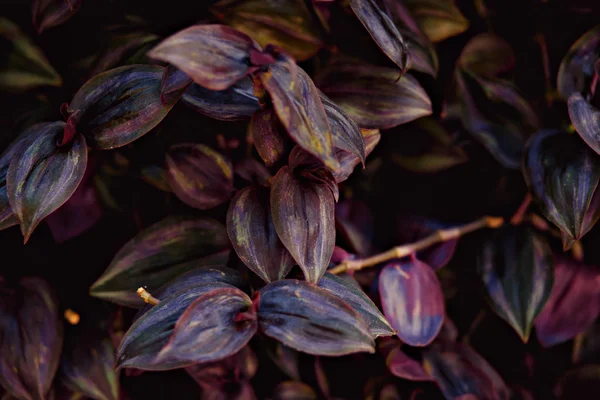 붉은 잎이 달린 식물 — 스톡 사진