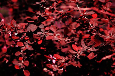 Kırmızı yapraklı bitki