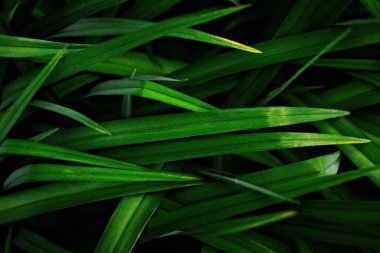 Uzun yaprakları ile çim