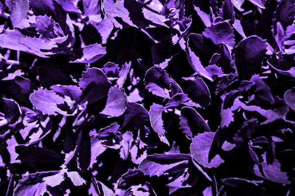 Büyük yapraklı mor çim