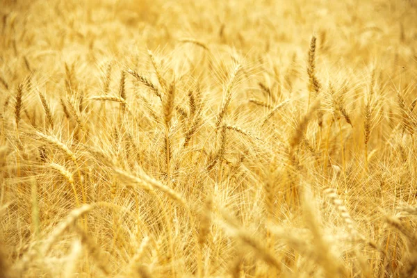 Orejas de trigo dorado de cerca. — Foto de Stock
