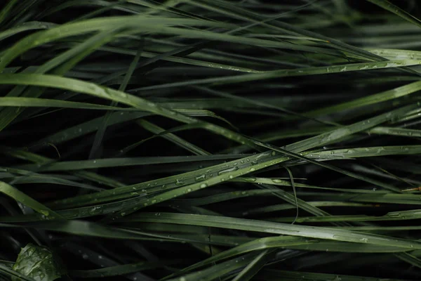 Leaves texture background — Stock Photo, Image