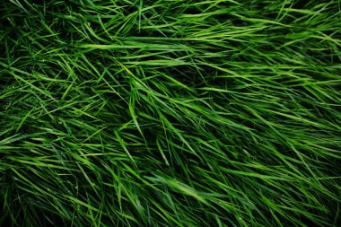 Doku arkaplanını terk eder