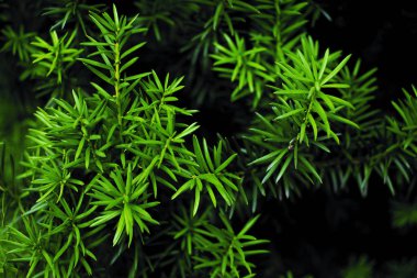 Firavun ağacı brunch 'ı yakın çekim