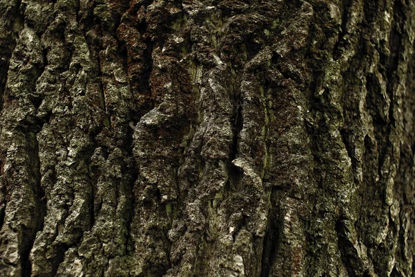 棕色树皮的纹理 — 图库照片