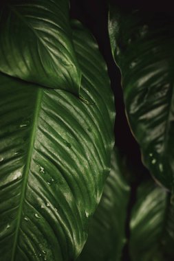 damla su yaprak üzerinde