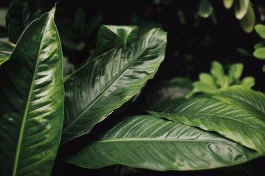 Düşük anahtartropikal yaprakları