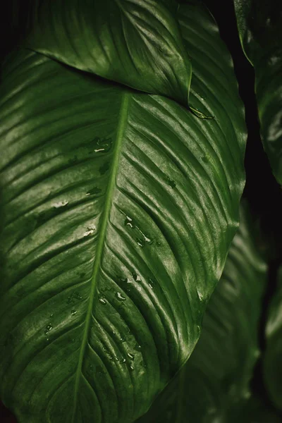 잎에 물 한 방울 — 스톡 사진