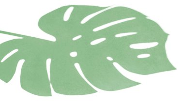 Arka planda gölge monstera