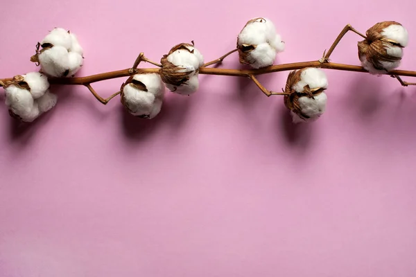 Cotton branch on background