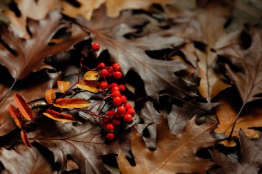 Sonbahar kompozisyonu rowan