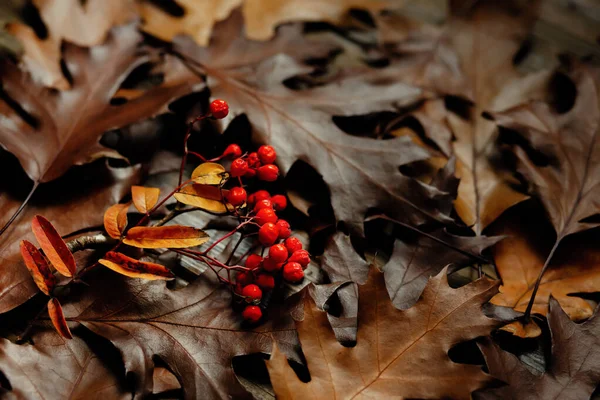 Rowan composición otoño — Foto de Stock