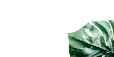 Yaprak canavarı, parlak güneşin altında arka planda.