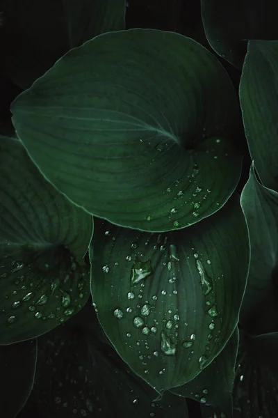 잎의 질감 배경 — 스톡 사진