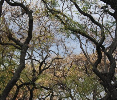 Ağaçların arasından görünümü