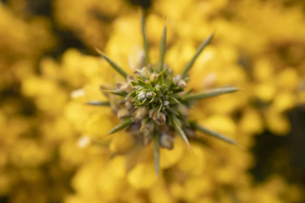 Blommorna Madeira — Stockfoto