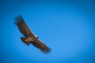 Uçuş mavi gökyüzü karşı and akbaba