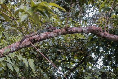 Amazon yağmur ormanlarında yeşil iguana, Peru