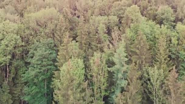 Lente destello con vuelo sobre un bosque en Baviera, Alemania — Vídeos de Stock