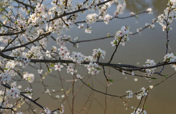 Blooming wild cherry. Early spring. Background. White petals. Day time