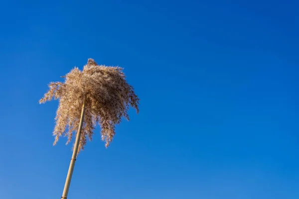 Flor selvagem seca fofa no céu azul. Um dia brilhante. Fundo incrível . — Fotografia de Stock