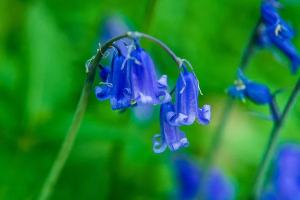Bulanık arka planda yabani BlueBell çiçekleri. Kapat..