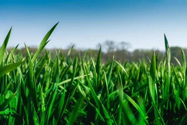 Campo de cereais verde no início da primavera. Fechar — Fotografia de Stock